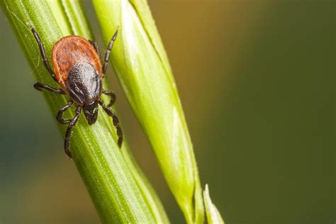 How To Avoid Ticks While Hiking Bearfoot Theory