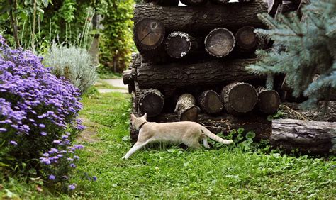 The Best Ways To Keep Cats Out Of Your Yard