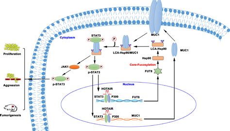 Hotair Modulates Hepatocellular Carcinoma Progression By Activating