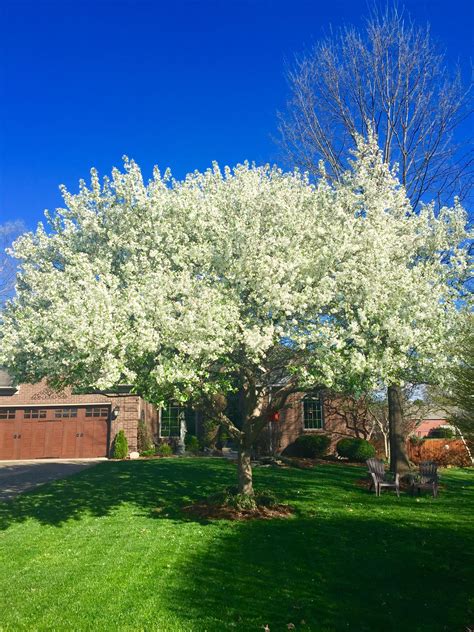 How To Plant A Flowering Crabapple Tree