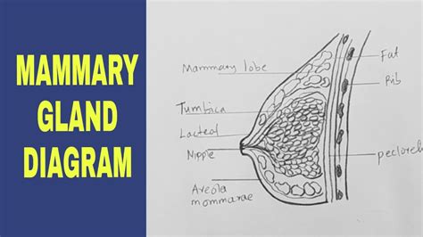 HOW TO DRAW A DIAGRAM OF MAMMARY GLAND YouTube