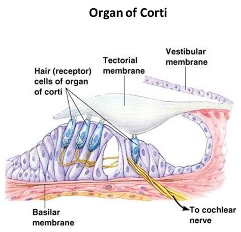 Solved Discuss The Function Of Organ Of Corti Please Explain It With