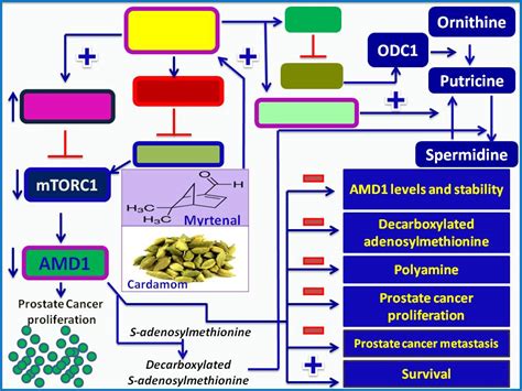 Natural Product Derived Therapy For Prostate Cancer Myrtenal One Of