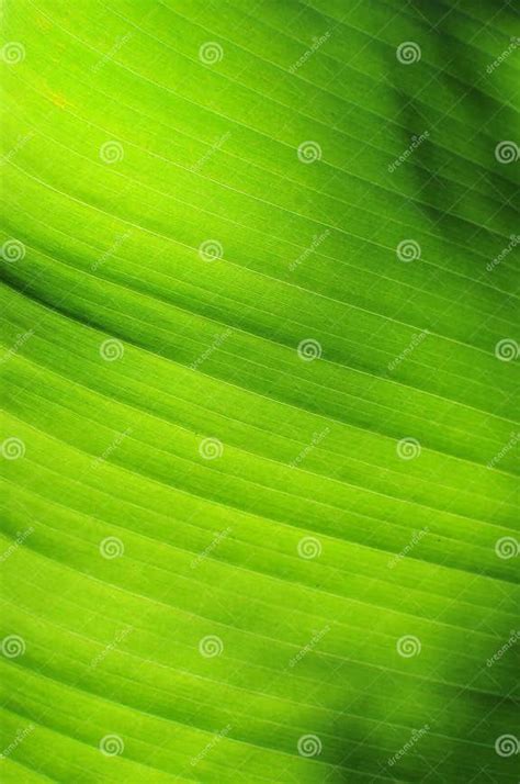 Closeup Banana Leaf Texture Stock Image Image Of Growth Bright 79846555