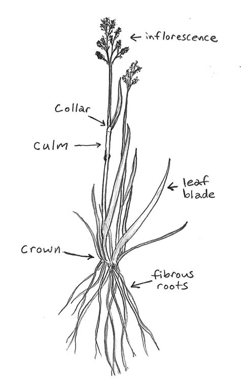 Getting To Know A Grass Basic Anatomy And Identification Awkward Botany