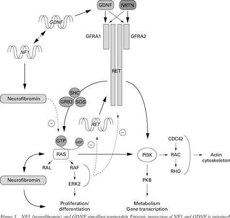 Figure From Clustering And Frequency Of Mutations In The Retinal