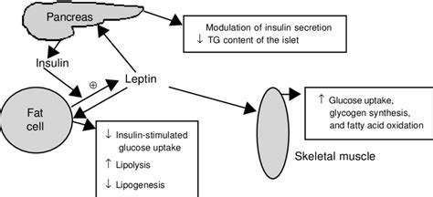 Summary Of The Pivotal Role Of Leptin In Insulin Secretion And Insulin