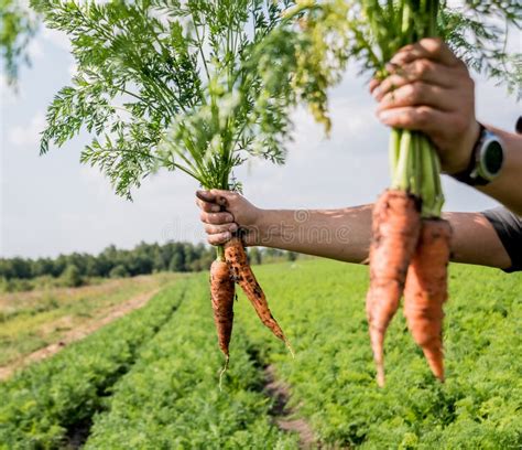 Growing Organic Carrots Carrots In The Hands Of A Farmer Stock Image