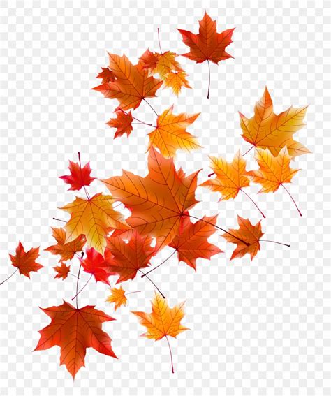 Autumn Leaf Png X Px Maple Leaf Autumn Coreldraw Deciduous