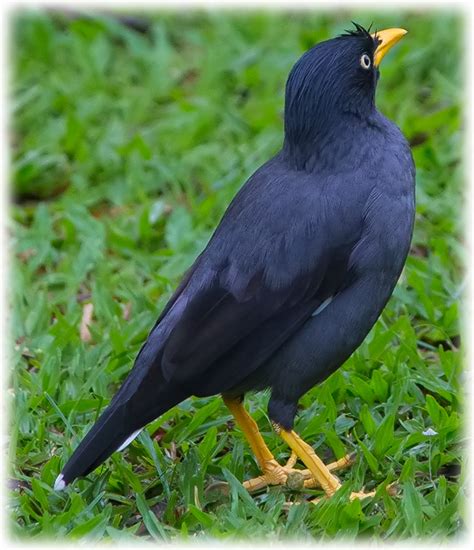 Bird Watching In Singapore Asean Javan Myna