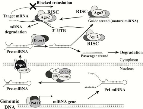 Microrna Biogenesis And Their Role In Inhibiting Gene Expression A