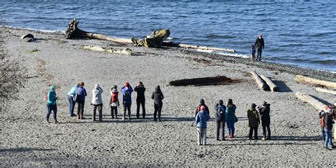 December Bird Outing At Carkeek Park Parking Carkeek Park Beach