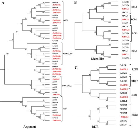 Phylogenetic Relationship Among DCL AGO And RDR Proteins Of Maize