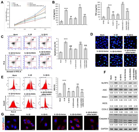 Quercetin Inhibited Il 1β Induced Rat Chondrocyte Injuries In Vitro By