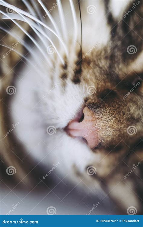 Close On The Pink Nose Of A Little Tabby Cat Cute Cat Nose Stock