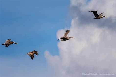 More Birds at Merritt Island National Wildlife Refuge - Michael ...