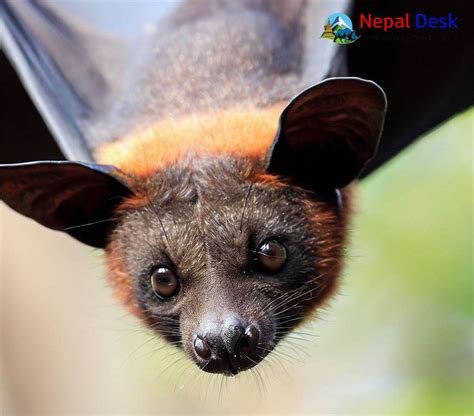 Indian Flying Fox Nepal Desk