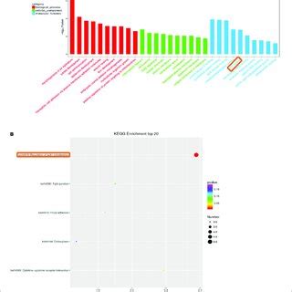 Histogram Of Gene Ontology GO Classification A GO Analysis Of C