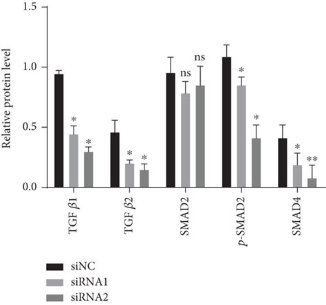 Activation Of The Emt By Hoxc6 In Gbm Expressions Of Tgf β1 Tgf β2