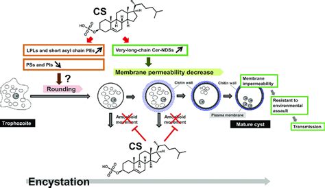 Schematic Illustration Of Pleiotropic Roles Of CS In Morphological And