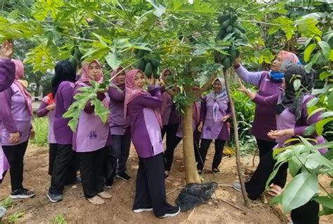 Tim Penggerak PKK Kabupaten Kepulauan Seribu Panen Daun Kelor Di Taman