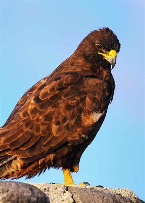 22 Galapagos Hawk Facts: Diet, Range, Size, Population... (Buteo galapagoensis) | Storyteller Travel