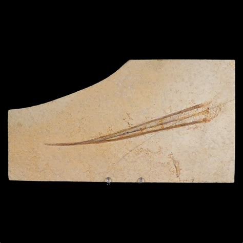 Plesioteuthis Prisca Fossil Squid Upper Jurassic Age Solnhofen Fm