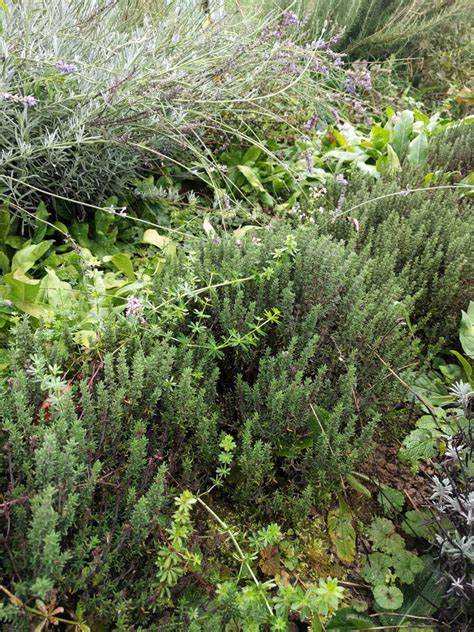 Thymian Compactus Kräutergarten Urban