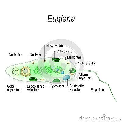 Structure Of A Euglena Cartoon Vector CartoonDealer 123083455