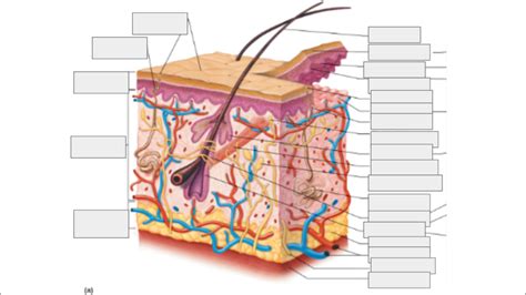 integumentary system diagram label Diagram | Quizlet