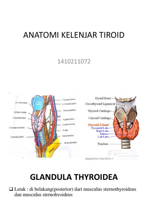 Anatomi Kelenjar Tiroid | PDF