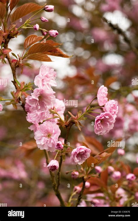 Feuilles De Prunus Serrulata Banque De Photographies Et Dimages