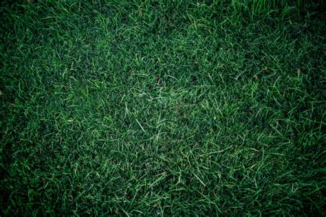 Dark Green Grass Background Images – Browse 146,274 Stock Photos ...