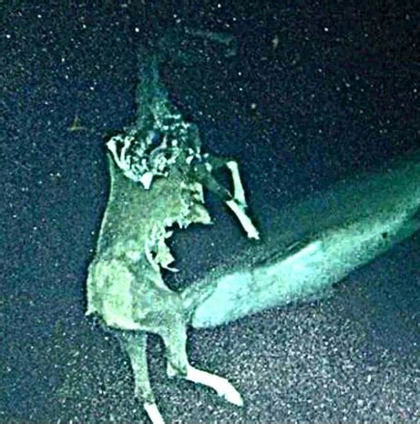 shark eating horse carcass with haunted mound filter : r/HauntedMound