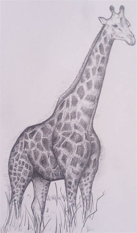 Pencil Drawing Of A Giraffe