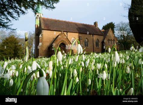 Snowdrops Bloom In The Church Yard Of Holy Innocents Church At Tuck