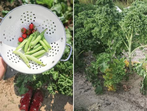 Ruhrwohl De Mein Garten Ich Fazit Des Mietgartens In Bochum