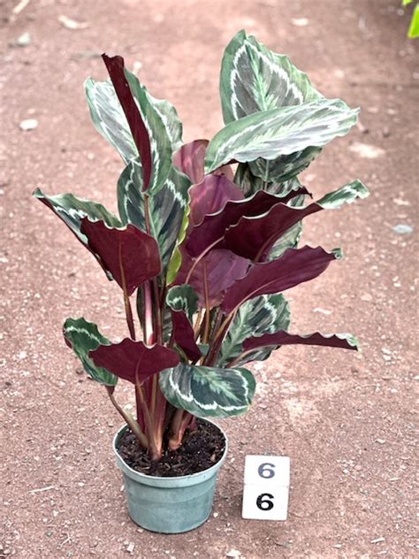 6 Calathea Medallion Cal Greenhouses