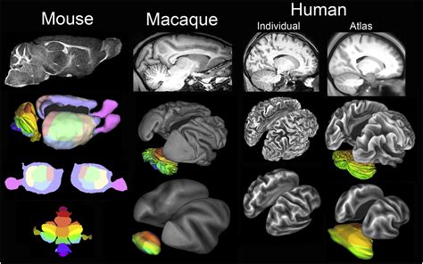 Cartography And Connectomes Neuron