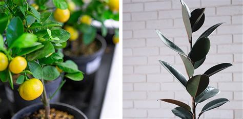 How To Energize Indoor Spaces With Houseplants Royal City Nursery Blog