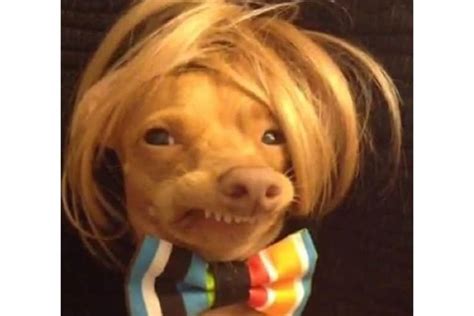 25 Funny Photos Of Dogs Wearing Wigs That Will Make You Chuckle Bouncy