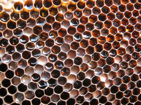 Free Images Honey Pattern Material Circle Invertebrate Hive