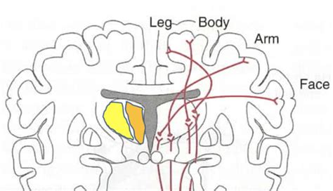 Somatosensory Pathways Flashcards Quizlet