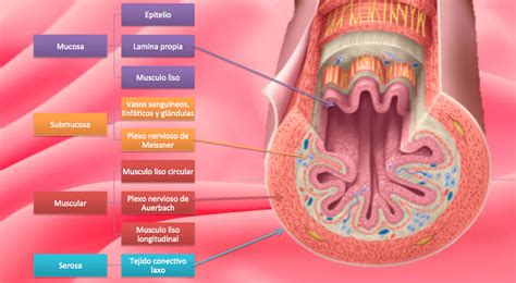 Portafolio De Evidencias Fisiolog A Caracteristicas Del Tubo Digestivo