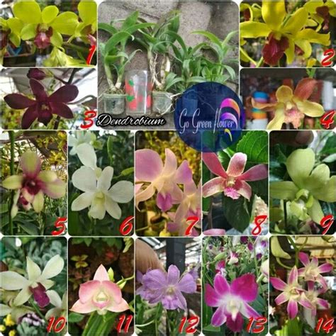 Jual Paket Anggrek Dendrobium Kab Bogor Pusat Tanaman Indah