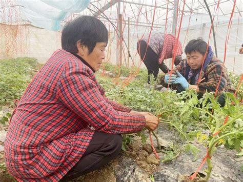 万象“耕”新不负春 黄陂田间地头农事忙种植蔬菜指导