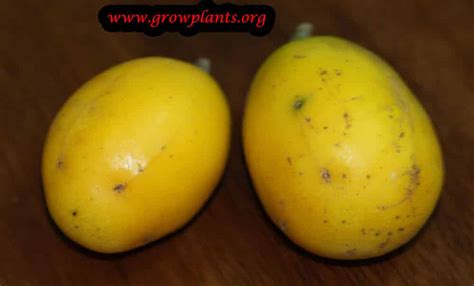 Ambarella fruit - How to grow & care