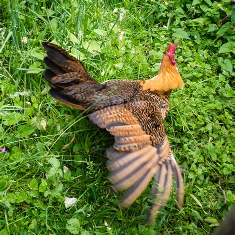 Dosa Belgian Golden Campine Cockerel 4 Stephanie Booth Flickr