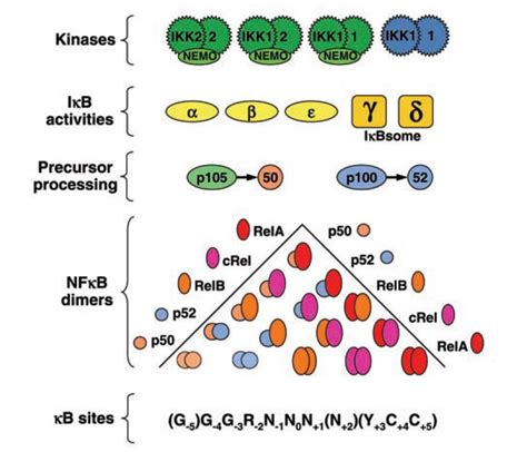 Nf Kb Nfkb Pathway Proteins Creative Biomart