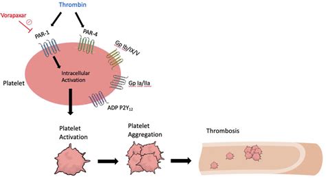 Illustration Of The Protease Activated Receptors Par And Par